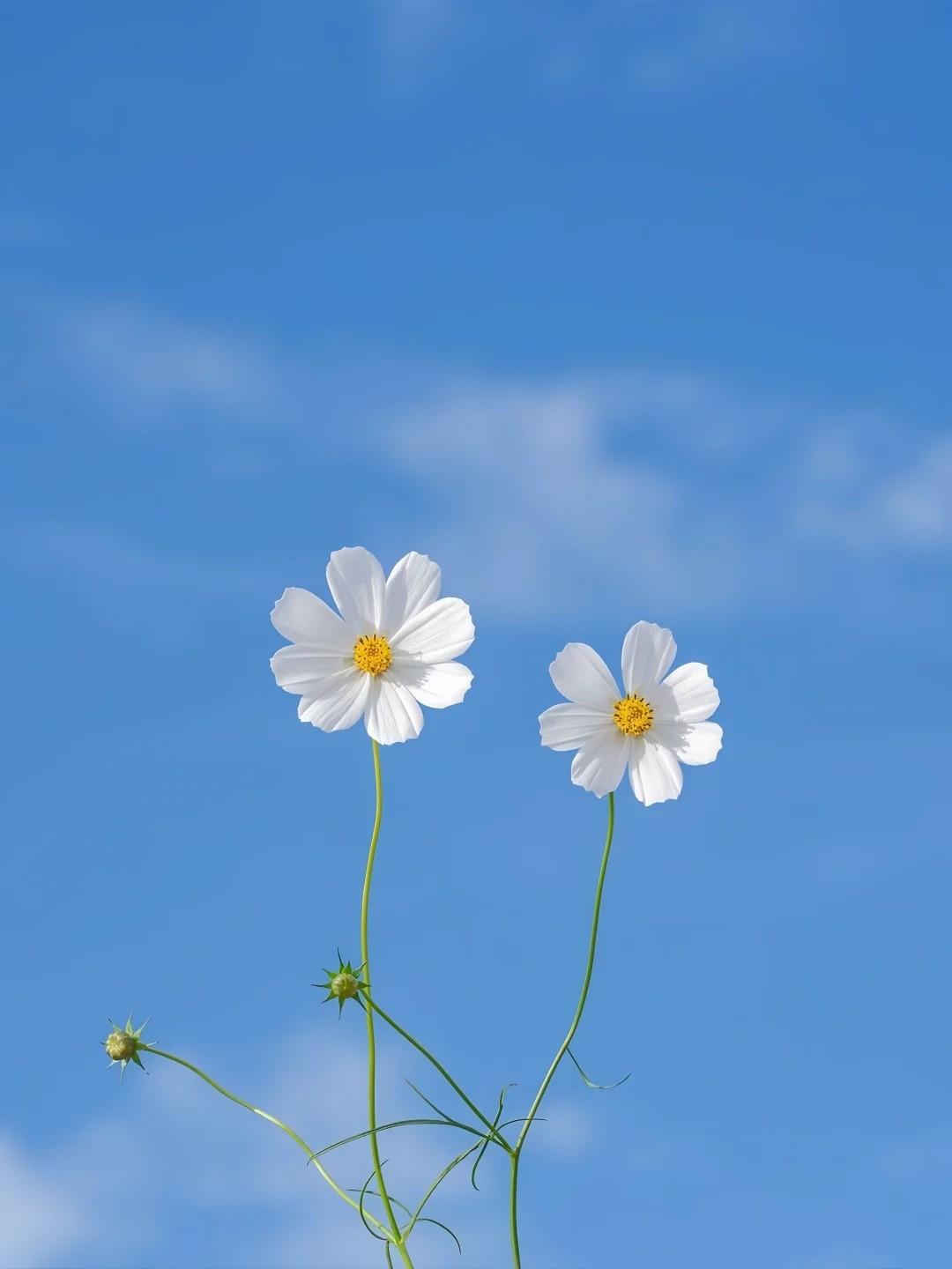 被小师妹夺走一切后，我笑了